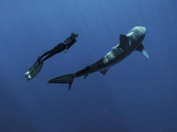 Прогулка с акулой, Гавайи животные мир, природа