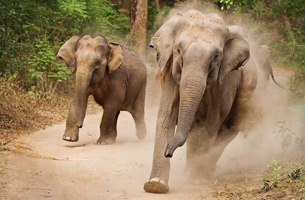 Мифы и правда о жизни слонов