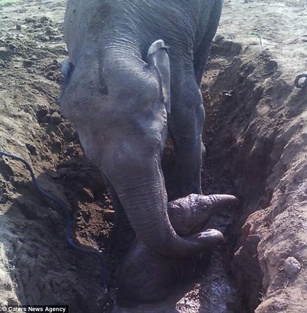 Это невероятно! Слониха 11 часов спасала своего малыша из колодца животные, факты