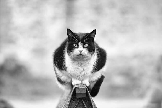 Кошки, которые сидят в неудобных местах: фотопроект Sabrina Boem Кошки, которые сидят в неудобных местах: фотопроект Sabrina Boem