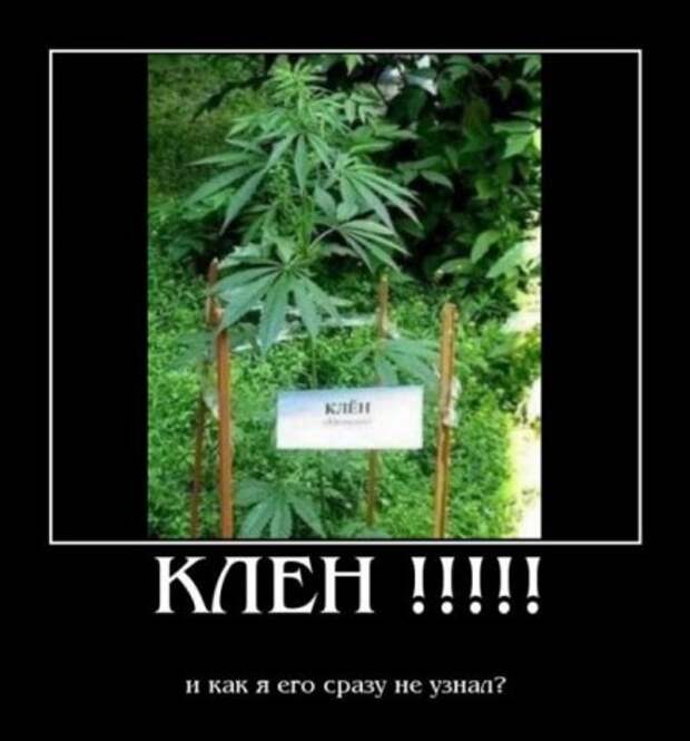 Демотиваторы смешные, юмор в тексте и фото.