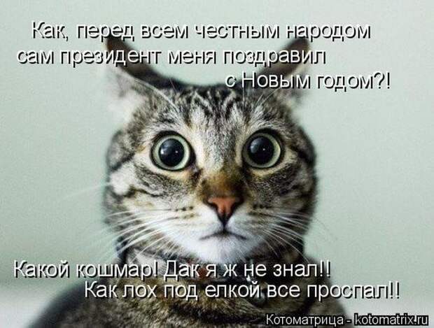 Лучшие котоматрицы недели (50 фото)