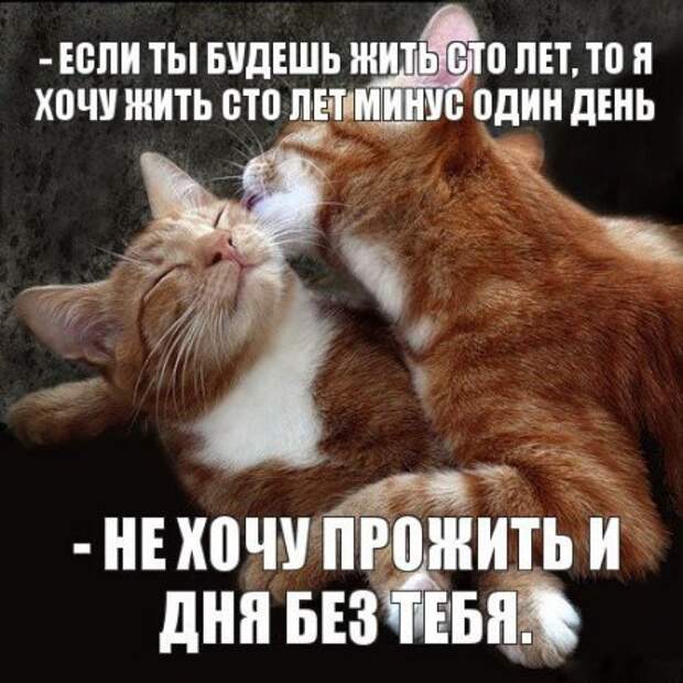 Интересные фразы с картинками о жизни и с юмором.