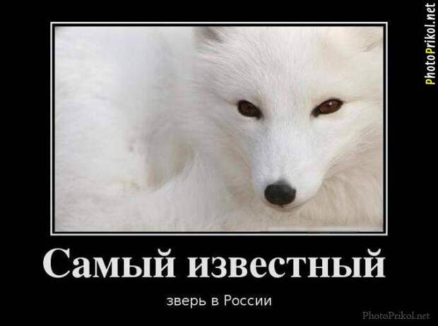 Смешные и прикольные демотиваторы (30 демотиваторов) Смешные и прикольные демотиваторы (30 демотиваторов)