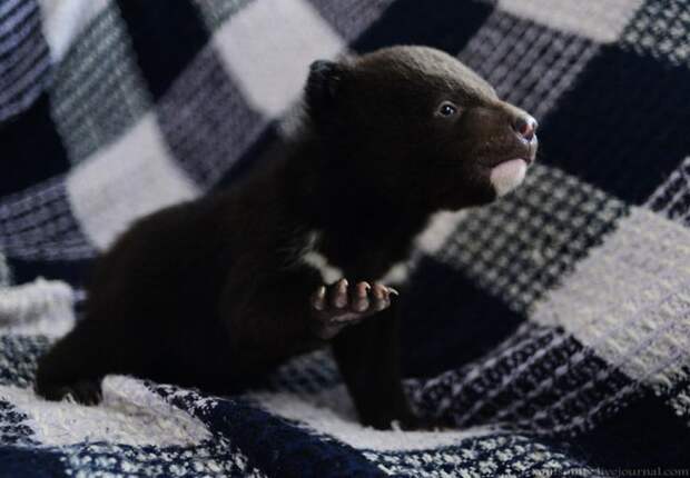 Браконьеры подбросили хабаровским зоозащитникам гималайских медвежат браконьеры, зоозащита, медвежата