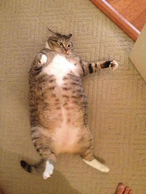 Смешные и забавные кошки