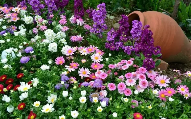 Клумба из многолетников – идеи для цветников непрерывного цветения