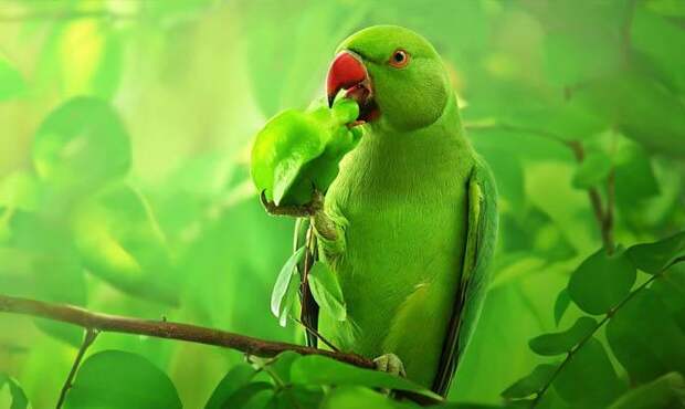 Пьяные попугаи в городе  Дарвин, Пьяный попугай - Интересные факты о попугаях