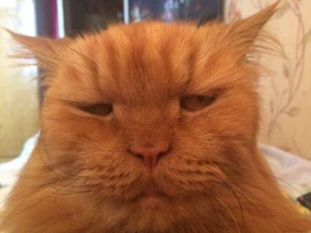 Прикольные животные, которых не плохо кормят.