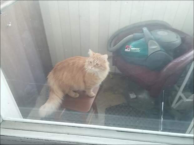 Кот закрыл своего хозяина на балконе балкон, кот