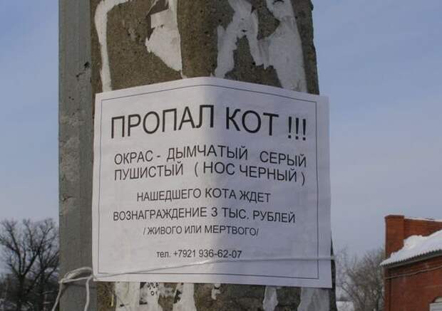 Остроумные объявления о пропаже животных, которые заставят улыбнуться животные, коты, прикол, юмор
