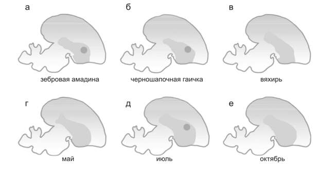 Рис. 3. Эволюция регуляции FOXP2 и происхождение способности к обучение пению у птиц. а–в – паттерны экспрессии FOXP2, показанные на срезах мозга. Темно-серым цветом отмечен стриатум. Экспрессия FOXP2 увеличена в центре, отвечающем за вокализацию, который носит название зоны Х (черная точка) у видов, способных обучаться пению, таких, как зебровая амадина (а) и черношапочная гаичка (б), но не у вида, который не способен обучаться пению, – вяхиря (в). г–е – у канареек экспрессия FOXP2 в зоне Х меняется в зависимости от времени года: повышенная экспрессия наблюда- ется в периоды, когда песня птицы становится пластичной (темная точка). (Рисунок составлен по Haesler et al., 2004).