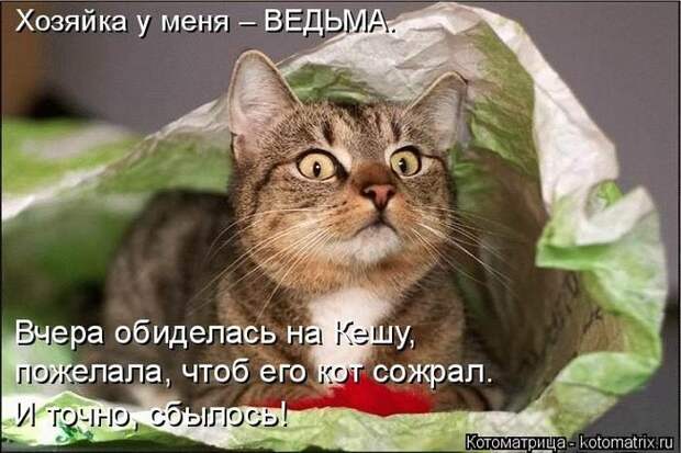 Лучшие котоматрицы недели