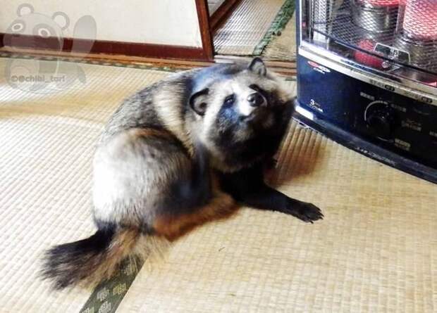 Интернет влюбился в енотовую собаку по кличке Тану енотовидная собака, животные, тануки