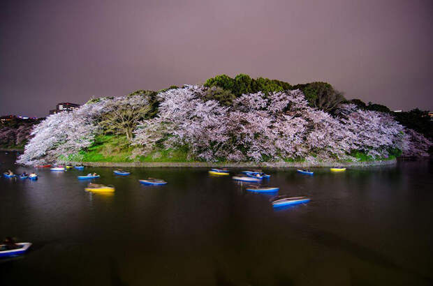 16 мгновений весны: цветение сакуры на снимках National Geographic