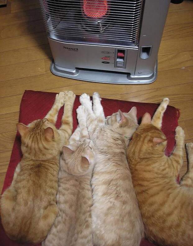 животные греются, кошка на батарее, животные и солнце