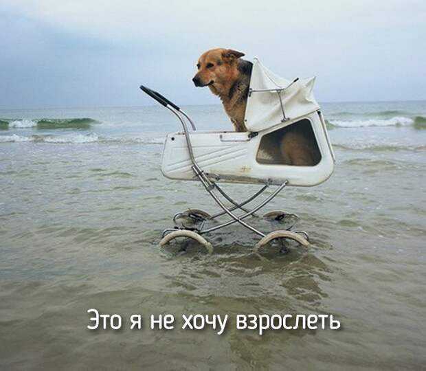 20 животных, которые ведут себя совсем как я животные, позитив