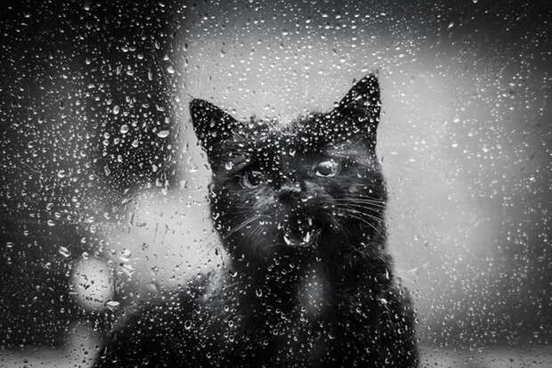 черно белые фотографии кошек (23)