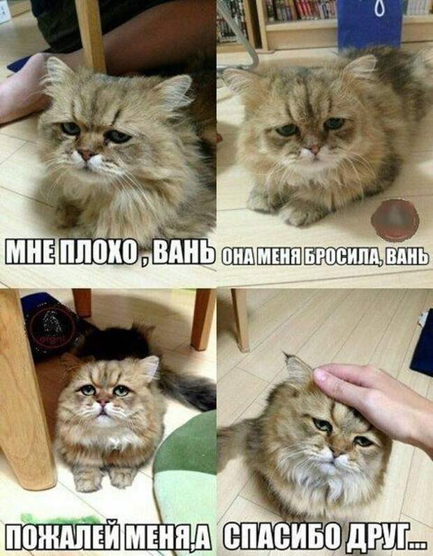 Смешные картинки с подписями катинки, прикол, юмор