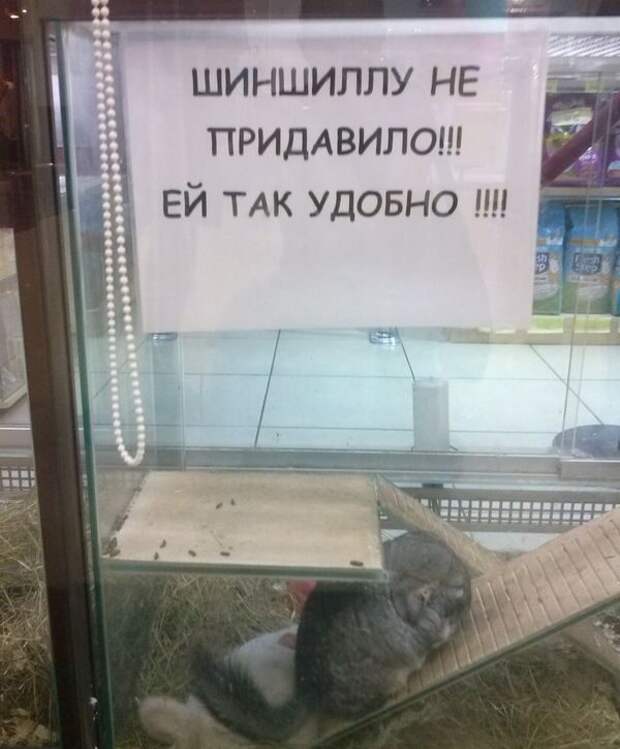 Прикольные надписи и объявления