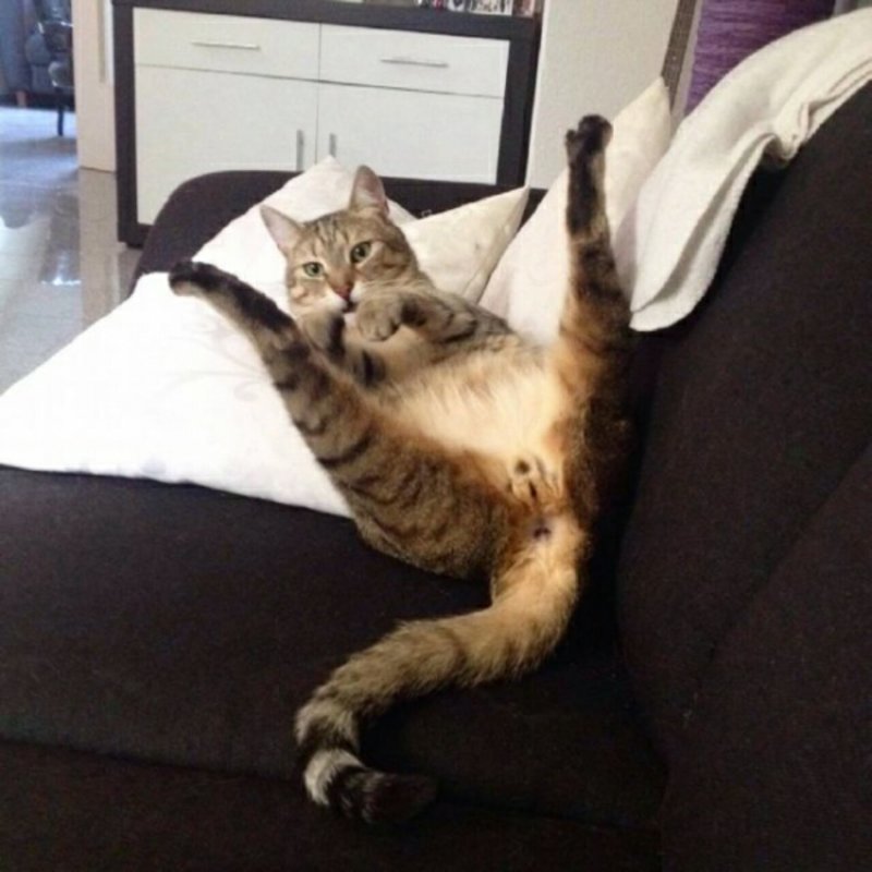 Субботний котопост коты, кошки, приколы с котами., смешные коты