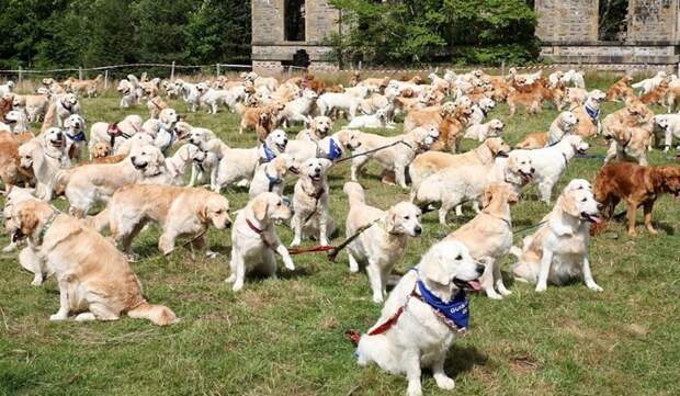 Сотни золотистых ретриверов отпраздновали 150-летие своей породы в Шотландии Сотни золотистых ретриверов отпраздновали 150-летие своей породы в Шотландии в мире, животные, золотистый ретривер, порода собак, породистые, праздник, собаки, фото