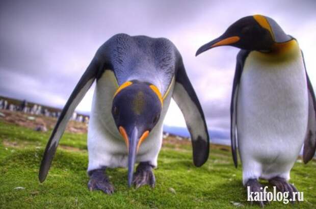 Приколы про пингвинов (30 фото) Приколы про пингвинов (30 фото)