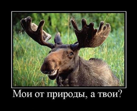 Фото демотиваторы с юмором.