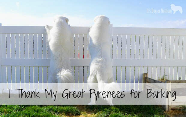 Yes, you read that right. I thank my Great Pyrenees for barking. Here's why...