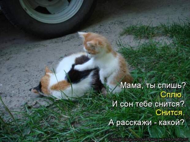 Новая котоматрица на Бугаге (32 фото)