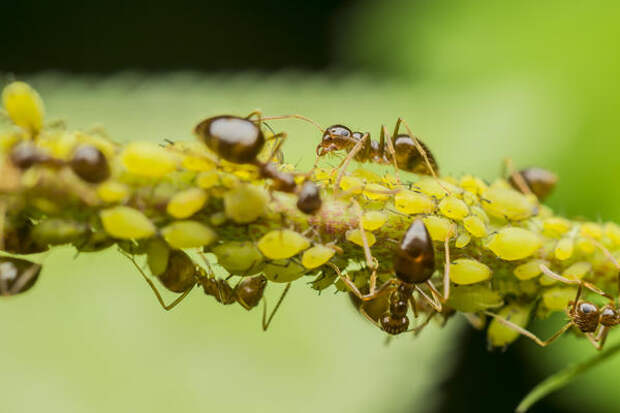 Гнезда бурых муравьев скромнее, всего до 4 тысяч насельников