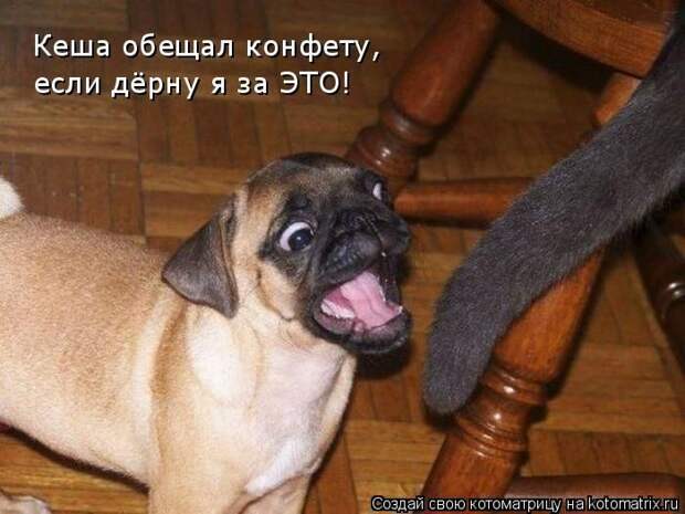 Лучшие котоматрицы недели