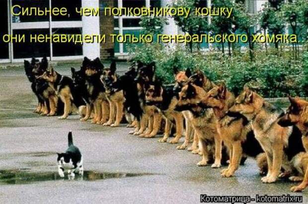 Котоматрицы(картинки с надписями)