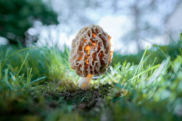 15. Morchella esculenta Сморчок съедобный. грибы, интересное, фото