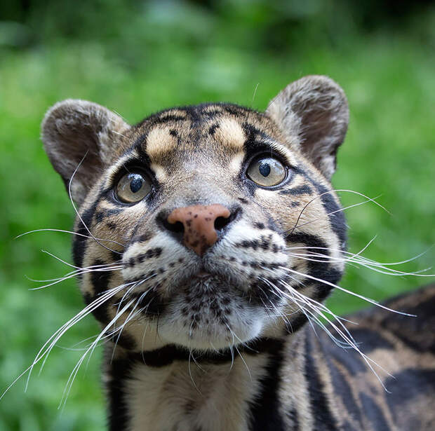 unusual-wild-cats-32__880