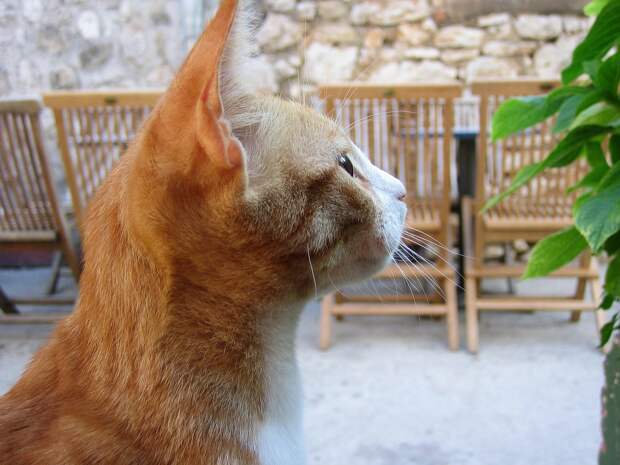 рыжие коты и кошки фото (16)