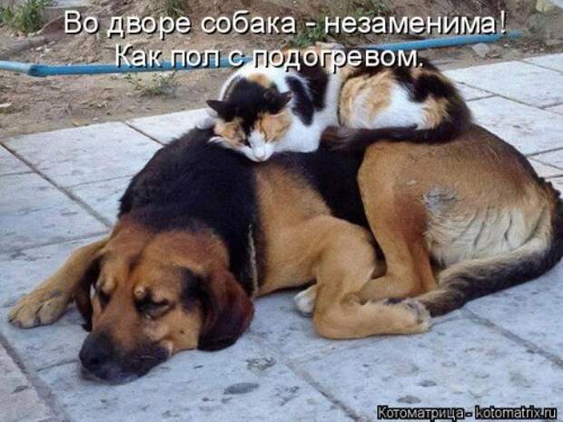 Котоматрица на Бугаге (37 фото)