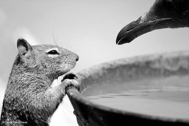 Забавные, яркие, необычные фотографии животных на конкурсе Wildlife Photographer of the Year 2015