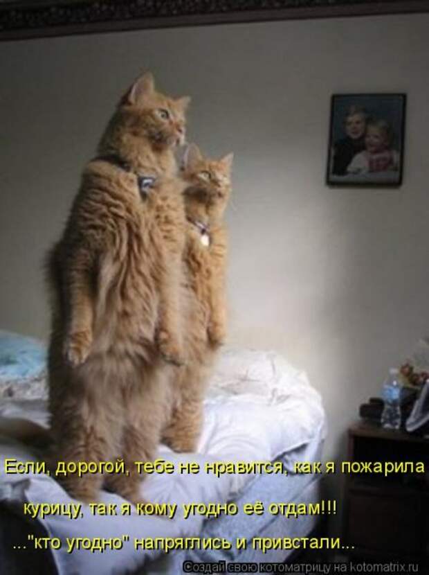 Новая котоматрица (36 фото)