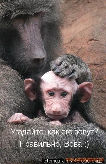 Животный позитивчик