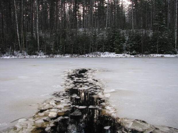 Отпуск в лесу