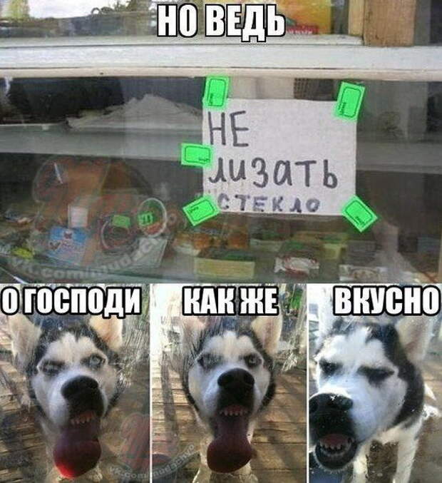 Фотоприколы кучей