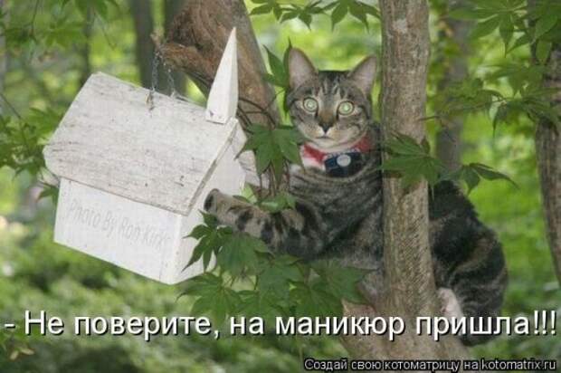 Котоматрица 26