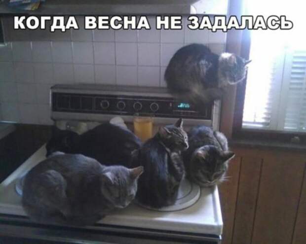 Субботний котопост картинки с надписями., смешные коты и кошки, фотоприколы