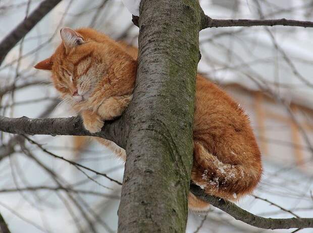 Необычное место для сна Необычное место для сна котята, сон