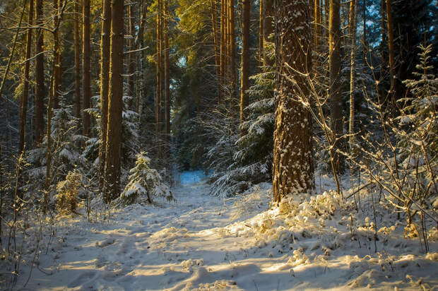 4 Про ранний зимний лес.jpg