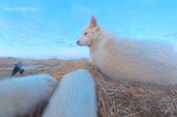 Собака украла камеру у журналистов и случайно сняла видео