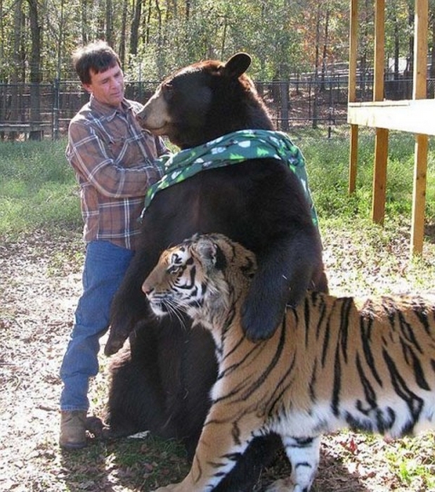 животные