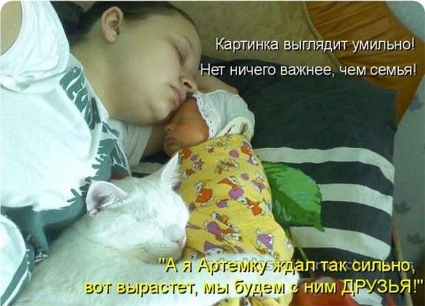 Прикольные коты  (65 фото)