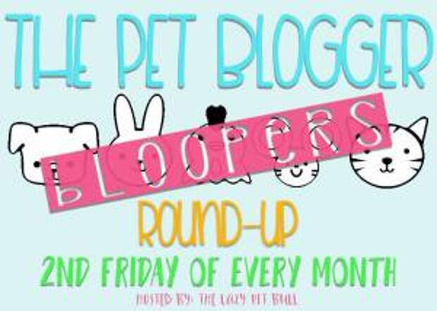 The Pet Bloggers Bloopers Round-Up